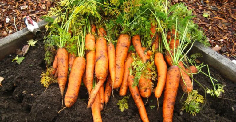 17 Late-August Crops You Can Sow for a Fall Feast