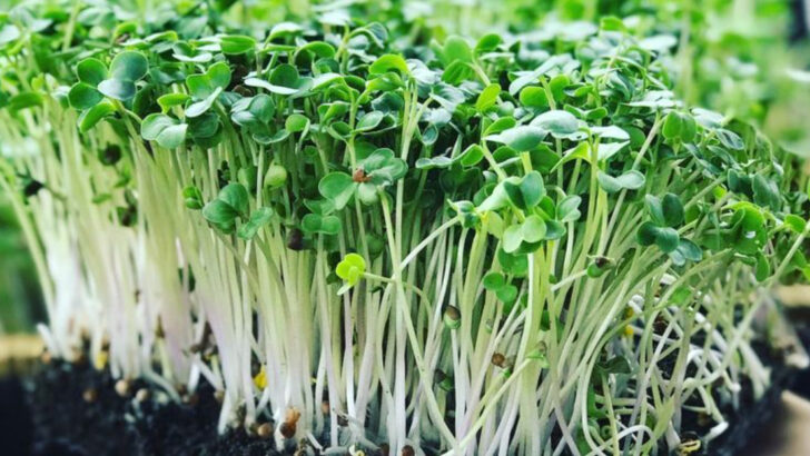 17 Microgreens You Can Harvest in Under 10 Days
