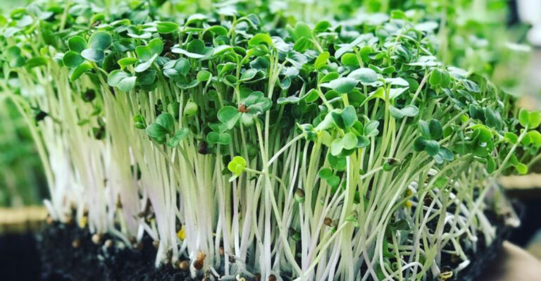 17 Microgreens You Can Harvest in Under 10 Days
