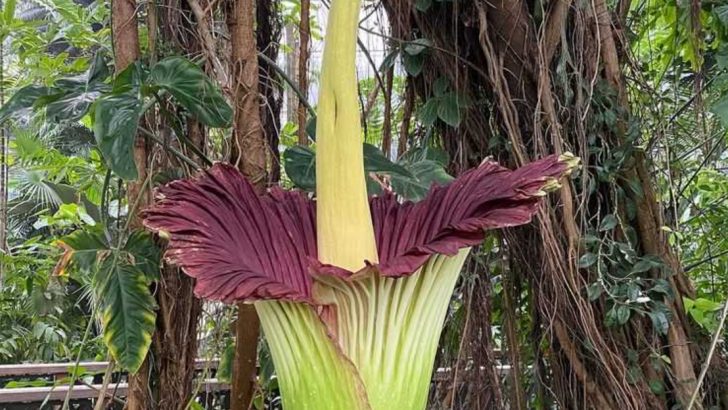 17 Mysterious Plant Behaviors Scientists Still Can’t Explain