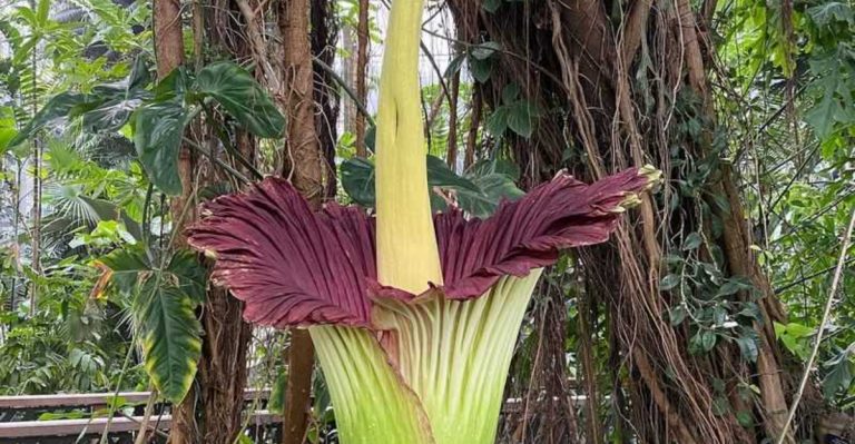 17 Mysterious Plant Behaviors Scientists Still Can’t Explain