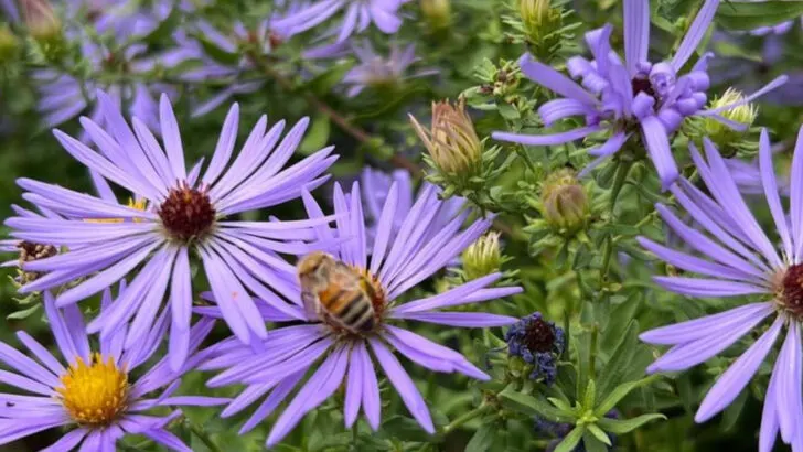 17 Native Plants That Attract Bees and Butterflies This Summer