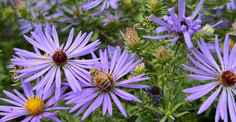 17 Native Plants That Attract Bees and Butterflies This Summer
