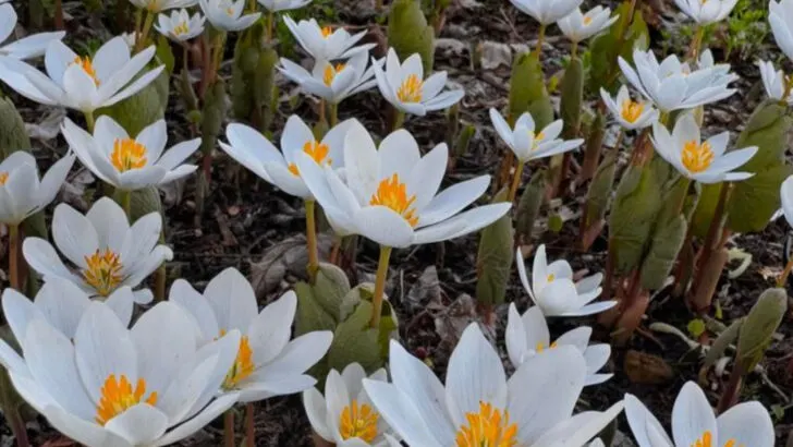 17 Perennials That Bloom Brightly and Then Completely Vanish