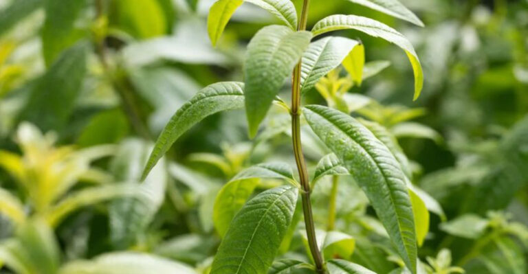 17 Plants for Your Own Cocktail Garden—From Balcony to Backyard