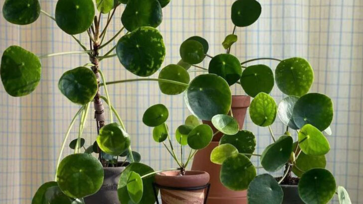 17 Plants So Useful, You’ll Want Them in Every Room