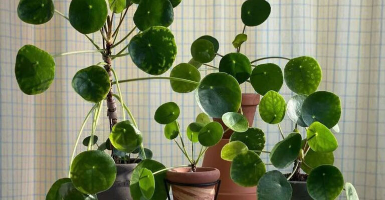 17 Plants So Useful, You’ll Want Them in Every Room