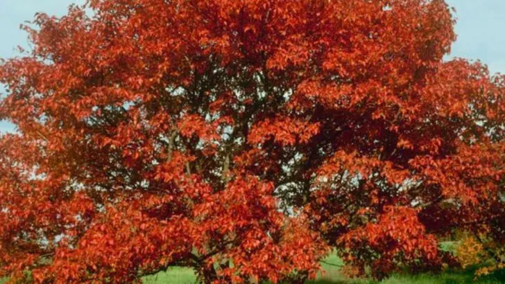 17 Plants That Change Color Throughout the Season (And Keep You Guessing)