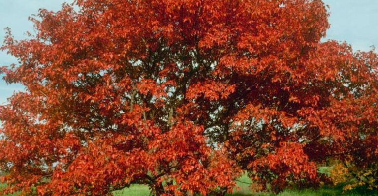 17 Plants That Change Color Throughout the Season (And Keep You Guessing)