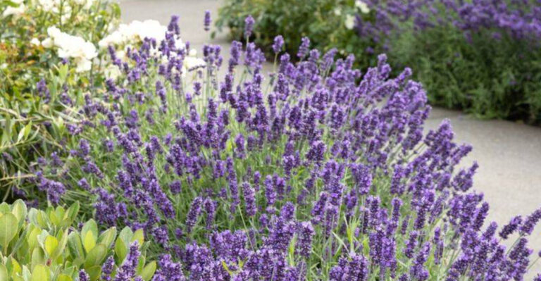 17 Plants That Grow Back Twice as Strong After You Cut Them Down