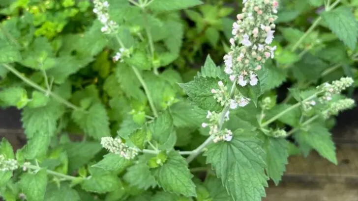 17 Plants That Keep Pests Away Without You Lifting a Finger