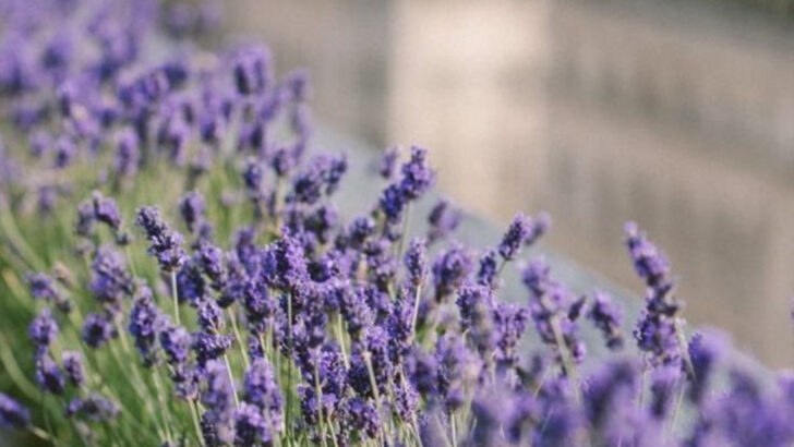 17 Plants That Naturally Filter City Pollution—Great for Urban Balconies