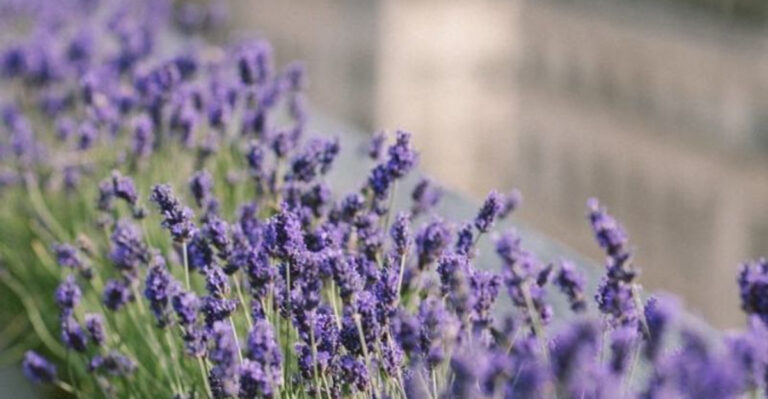 17 Plants That Naturally Filter City Pollution—Great for Urban Balconies