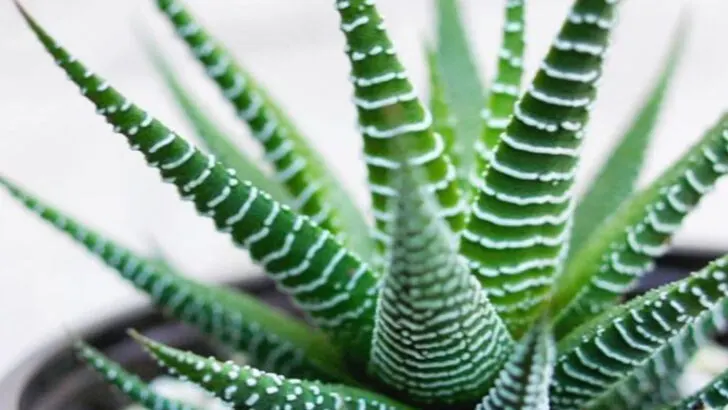 17 Plants That Practically Water Themselves (Perfect for Heatwaves)