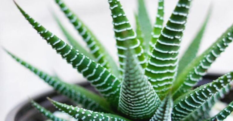 17 Plants That Practically Water Themselves (Perfect for Heatwaves)