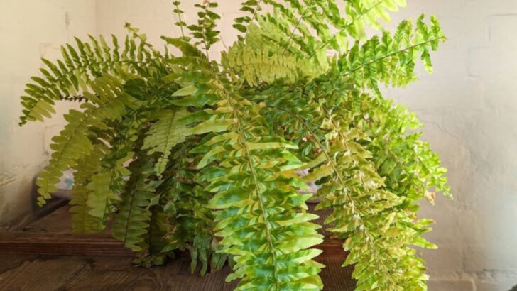 17 Plants That Purify Your Air—Even If You Don’t Have a Green Thumb