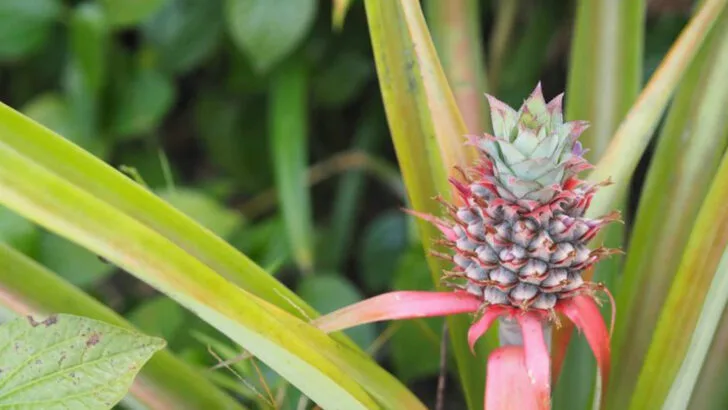 17 Plants You Can Grow from Grocery Store Scraps