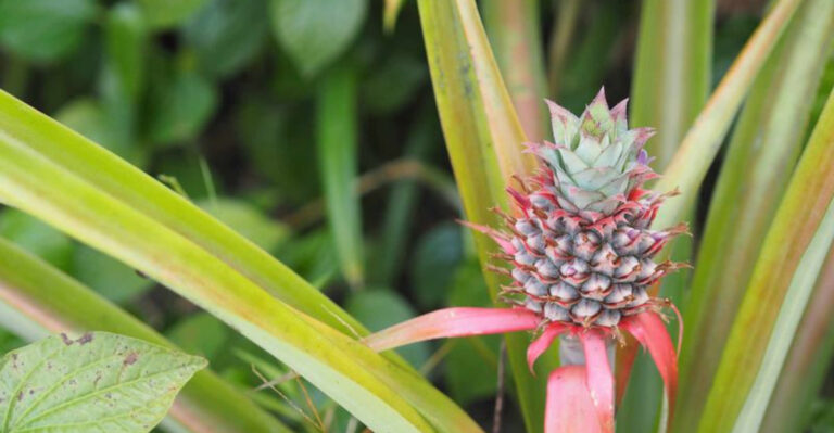 17 Plants You Can Grow from Grocery Store Scraps