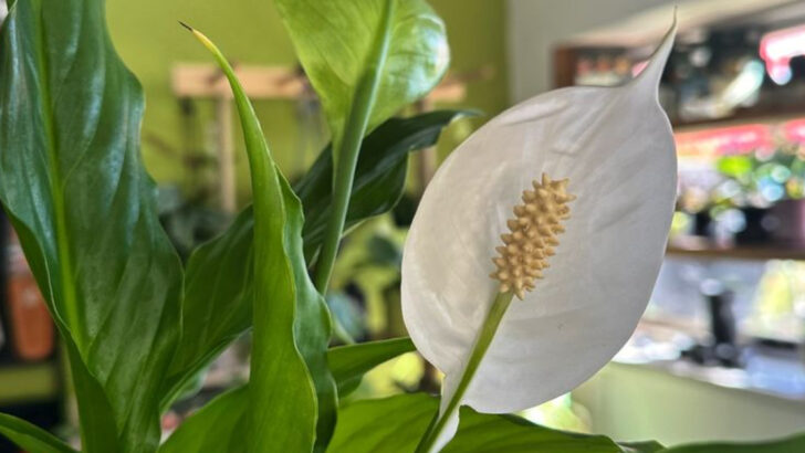 17 Plants You Can Grow Without Soil, Sun, or Even a Pot