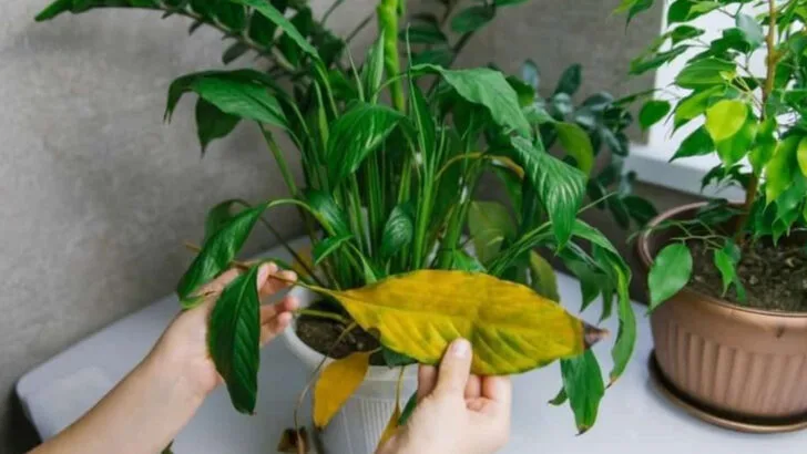 17 Reasons Your Plants Keep Dying (And How to Turn It Around This Week)