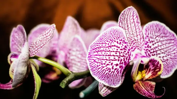 17 Romantic Flowers That Look Like They Belong in a Fairytale