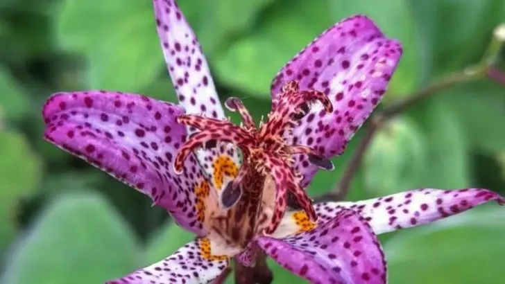 17 Shade-Loving Flowers That Outshine in Dark Corners