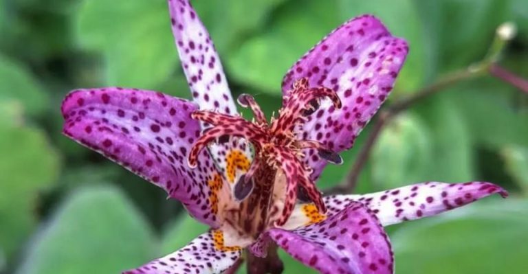 17 Shade-Loving Flowers That Outshine in Dark Corners