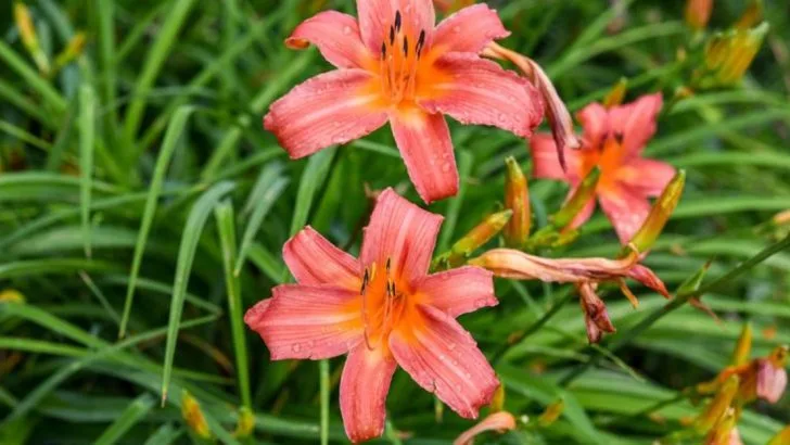 17 Summer Plants That Actually Prefer to Be Ignored