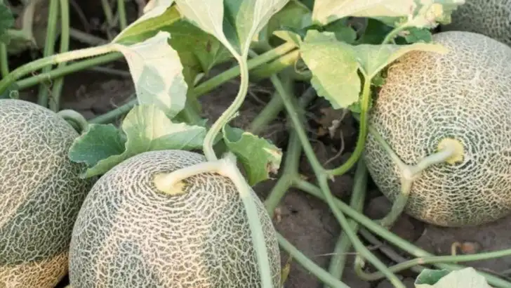 17 Summer Vegetables That Love the Heat (And How to Grow Them)