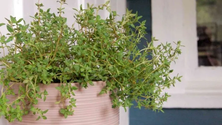 17 Things You Can Grow in a Laundry Basket (Yes, Really)