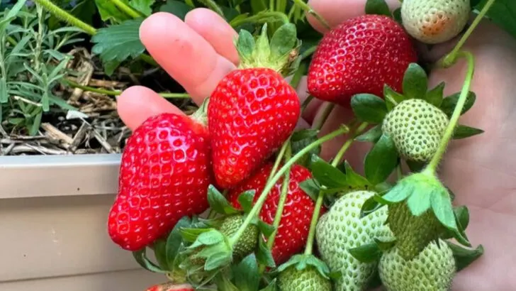 17 Things You Can Grow in the Smallest Possible Space (Including Indoors)