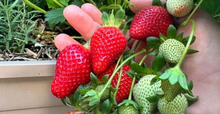 17 Things You Can Grow in the Smallest Possible Space (Including Indoors)