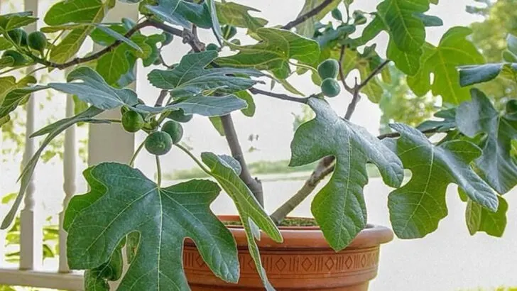 17 Tiny Fruit Trees That Fit in Pots—and Still Bear Delicious Harvests