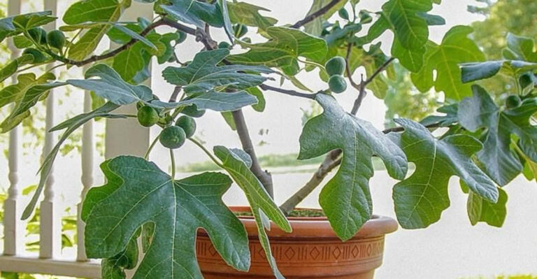 17 Tiny Fruit Trees That Fit in Pots—and Still Bear Delicious Harvests