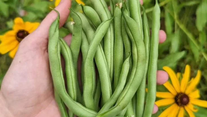 17 Vegetables That Practically Grow Themselves (Even If You Forget to Water)