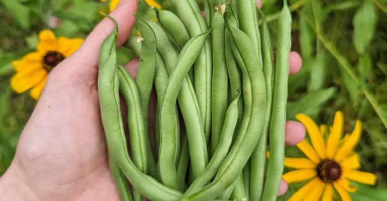 17 Vegetables That Practically Grow Themselves (Even If You Forget to Water)