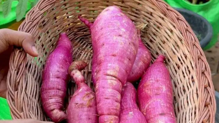 17 Vegetables That Practically Grow Themselves (Even in a Heatwave)