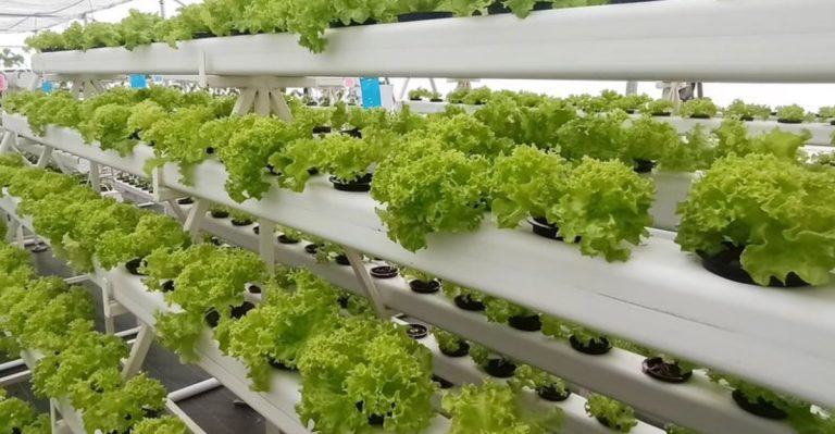 17 Ways to Grow Food Where You Thought Nothing Could