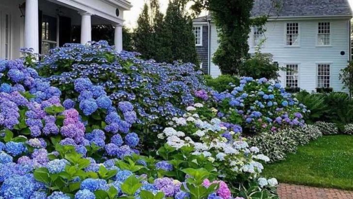 17 Ways to Hide Ugly Corners in Your Garden with Plants