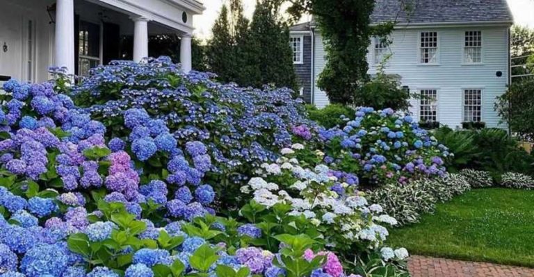 17 Ways to Hide Ugly Corners in Your Garden with Plants