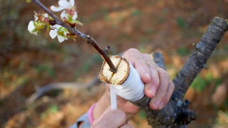 17 Ways to Trick a Plant Into Blooming Out of Season