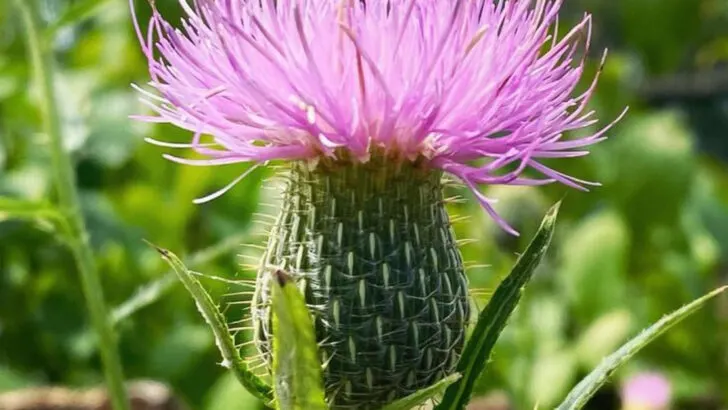 17 ‘Weeds’ That Are Actually Telling You What Your Garden Needs