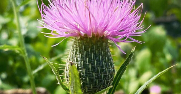 17 ‘Weeds’ That Are Actually Telling You What Your Garden Needs