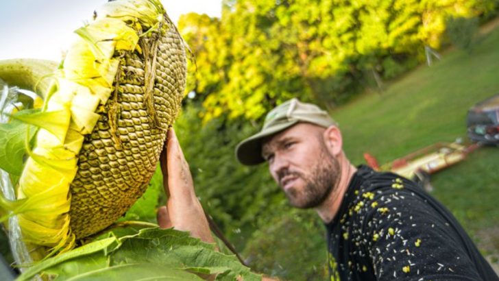 17 Weird Facts About Sunflowers That Make Them Even Cooler Than You Thought