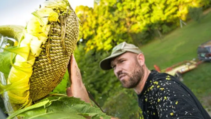 17 Weird Facts About Sunflowers That Make Them Even Cooler Than You Thought