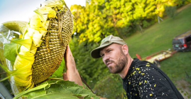17 Weird Facts About Sunflowers That Make Them Even Cooler Than You Thought