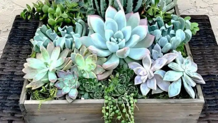 18 Balcony Garden Ideas That Work in Any Climate