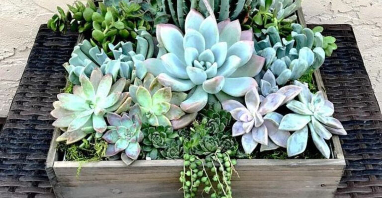 18 Balcony Garden Ideas That Work in Any Climate