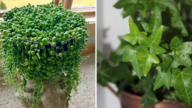18 Cascading Plants That Add Movement and Drama to Any Space