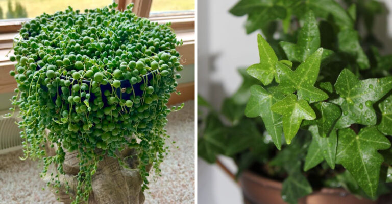 18 Cascading Plants That Add Movement and Drama to Any Space